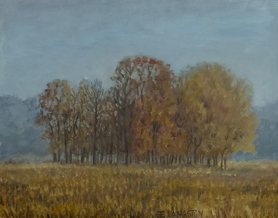 Trees in Light Fog