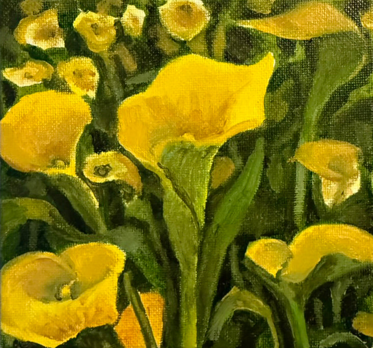 Yellow Calla Lilies
