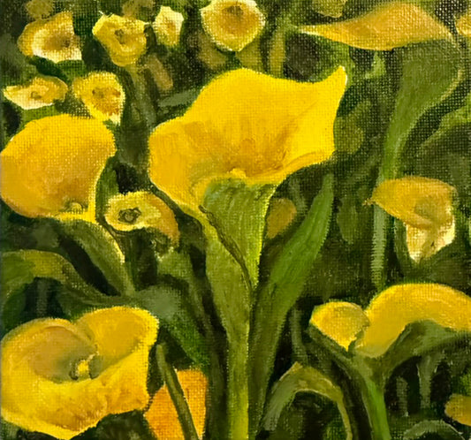 Yellow Calla Lilies